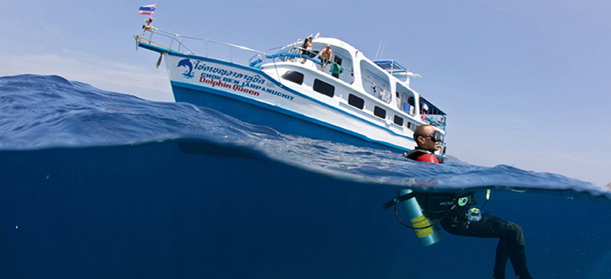 Dolphin Queen with diver
