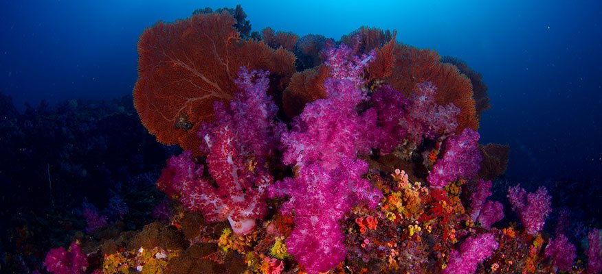 corals Myanmar
