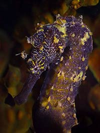 seahorse
