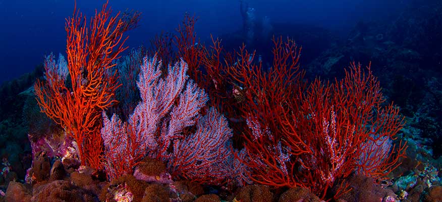 fan coral Myanmar