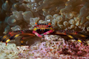 crab