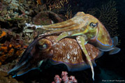 cuttlefish