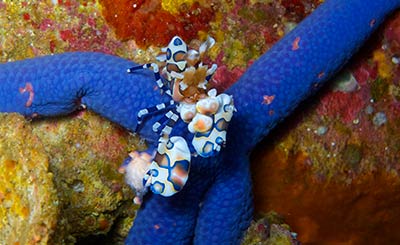 harlequin shrimp