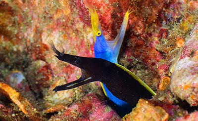 ribbon eels