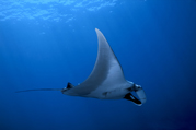 manta Black Rock