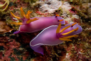 nudibranch