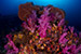coral Myanmar