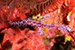 ghost pipefish