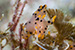 harlequin shrimp