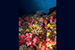 Myanmar coral