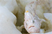 frogfish