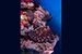 frogfish