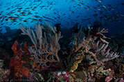 coral