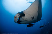 manta