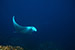 manta ray
