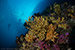 hard and soft corals
