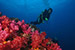 diver and coral