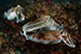 cuttlefish