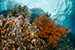 corals